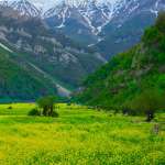 meadow_mountains_flowers_128301_938x1668