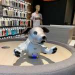 Sony Aibo smart hvalp 3