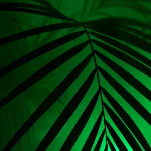 leaf_neon_palm_130066_2780x2780 | iDevice.ro
