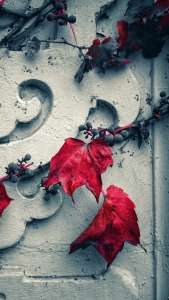 wall_grapes_leaves_129968_938x1668 | iDevice.ro