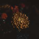 flower_dark_bouquet_131117_2780x2780
