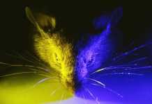 Functia iOS si Android care iti face Viata MULT mai PROASTA Functia iOS si Android care iti face Viata MULT mai PROASTA