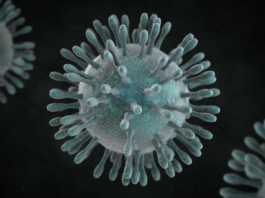 Menschliches Coronavirus