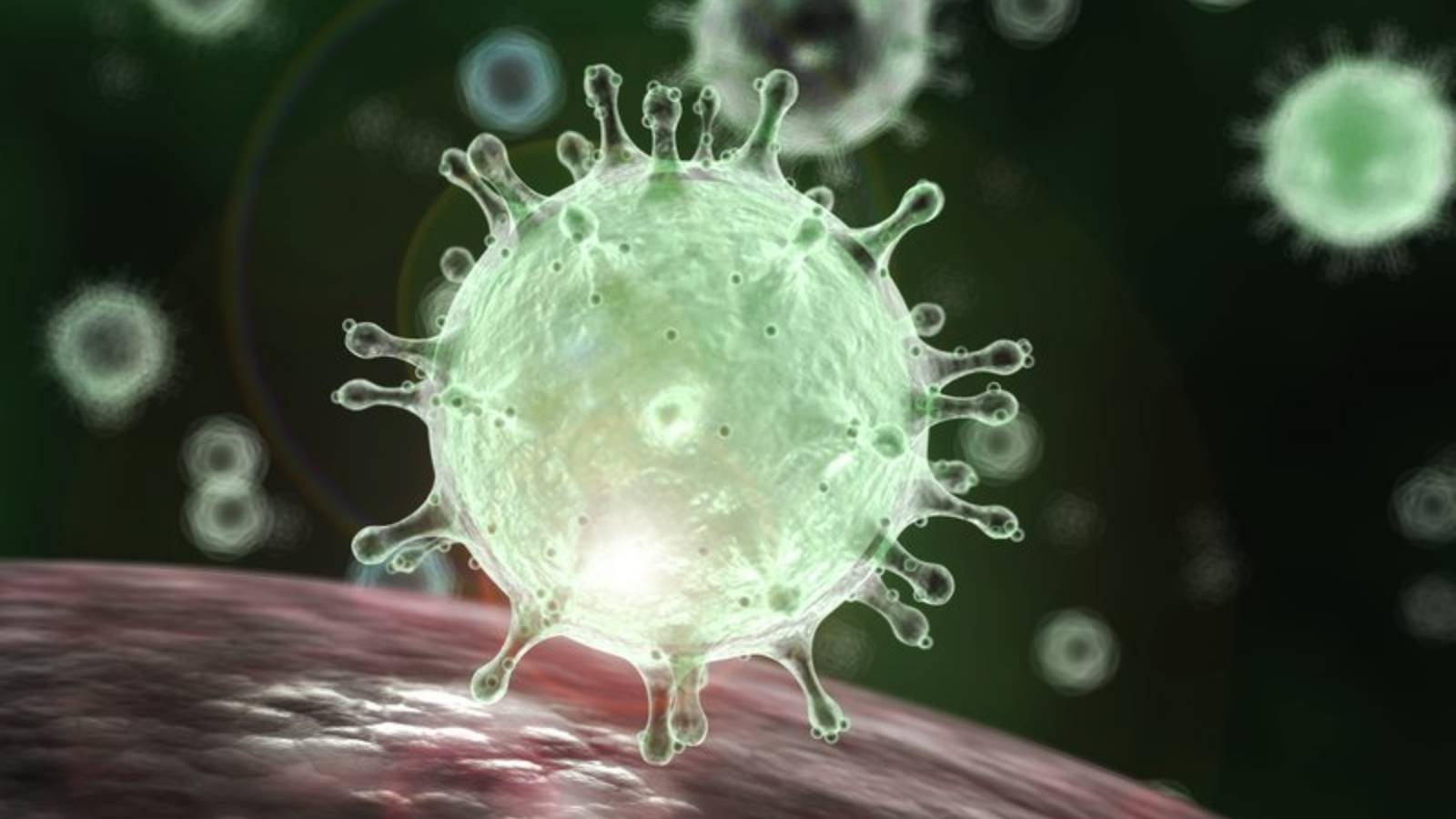 Coronavirus Rumänien fladdermöss