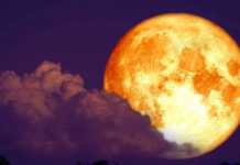 luna portocalie