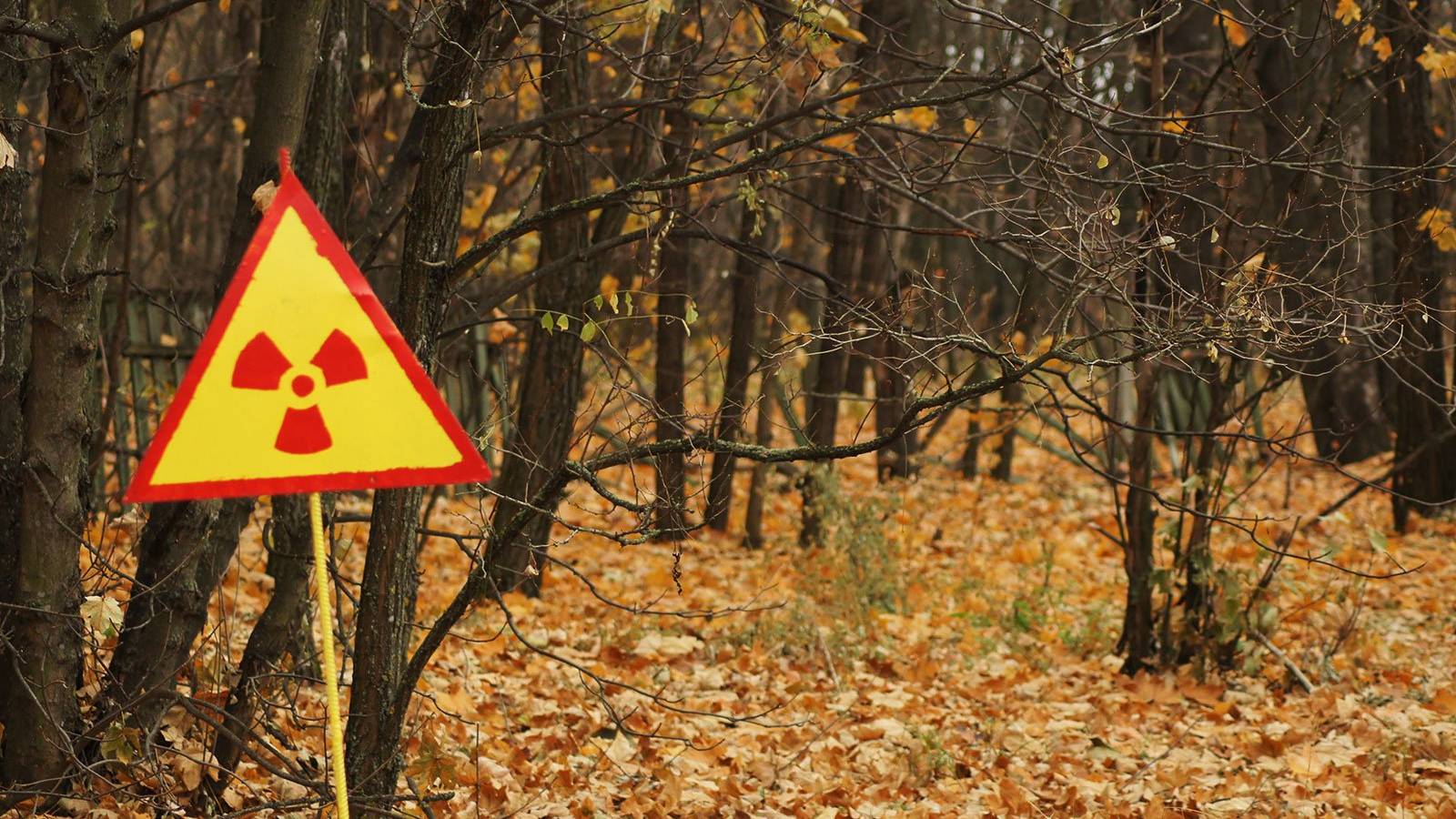 Soldatii Rusi au Ridicat Praf Radioactiv in Aer in Padurea Rosie de la Cernobyl