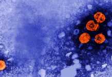 OMS: Anuntul foarte Ingrijorator care Vizeaza Intreaga Omenire OMS Anuntul Ingrijorator Vizeaza Intreaga Omenire