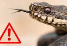 Muscatura de Vipera – Cum o Previi si Cum se Ofera Primul Ajutor Muscatura Vipera Cum Previi Cum Ofera Primul Ajutor