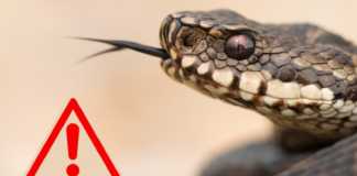 Muscatura Vipera Cum Previi Cum Ofera Primul Ajutor