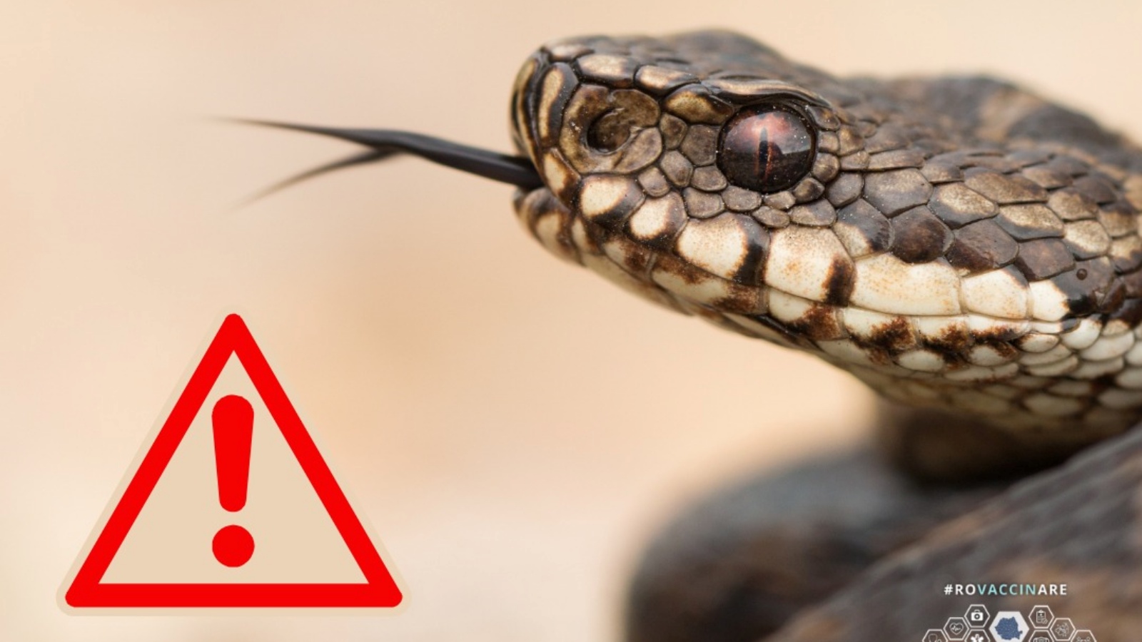 Morso di vipera Come prevenire Come prestare il primo soccorso