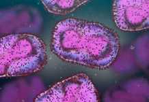 OMS: Ingrijoratoare Masura de Urgenta Anuntata pentru Intreaga Lume OMS Ingrijoratoare Masura Urgenta Anuntata Intreaga Lume