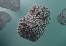 Variola Maimutei: Care sunt Simptomele, Cum Stii daca Esti Infectat Variola Maimutei Care sunt Simptomele Cum Stii daca Esti Infectat