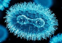 ECDC: Anuntul foarte Ingrijorator cu un Semnal de Alarma in Europa ECDC Anuntul Ingrijorator Semnal Alarma Europa