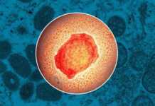 OMS: Apel Ingrijorator cu o Avertizare care Priveste Toata Lumea OMS Apel Ingrijorator Avertizare Priveste Toata Lumea