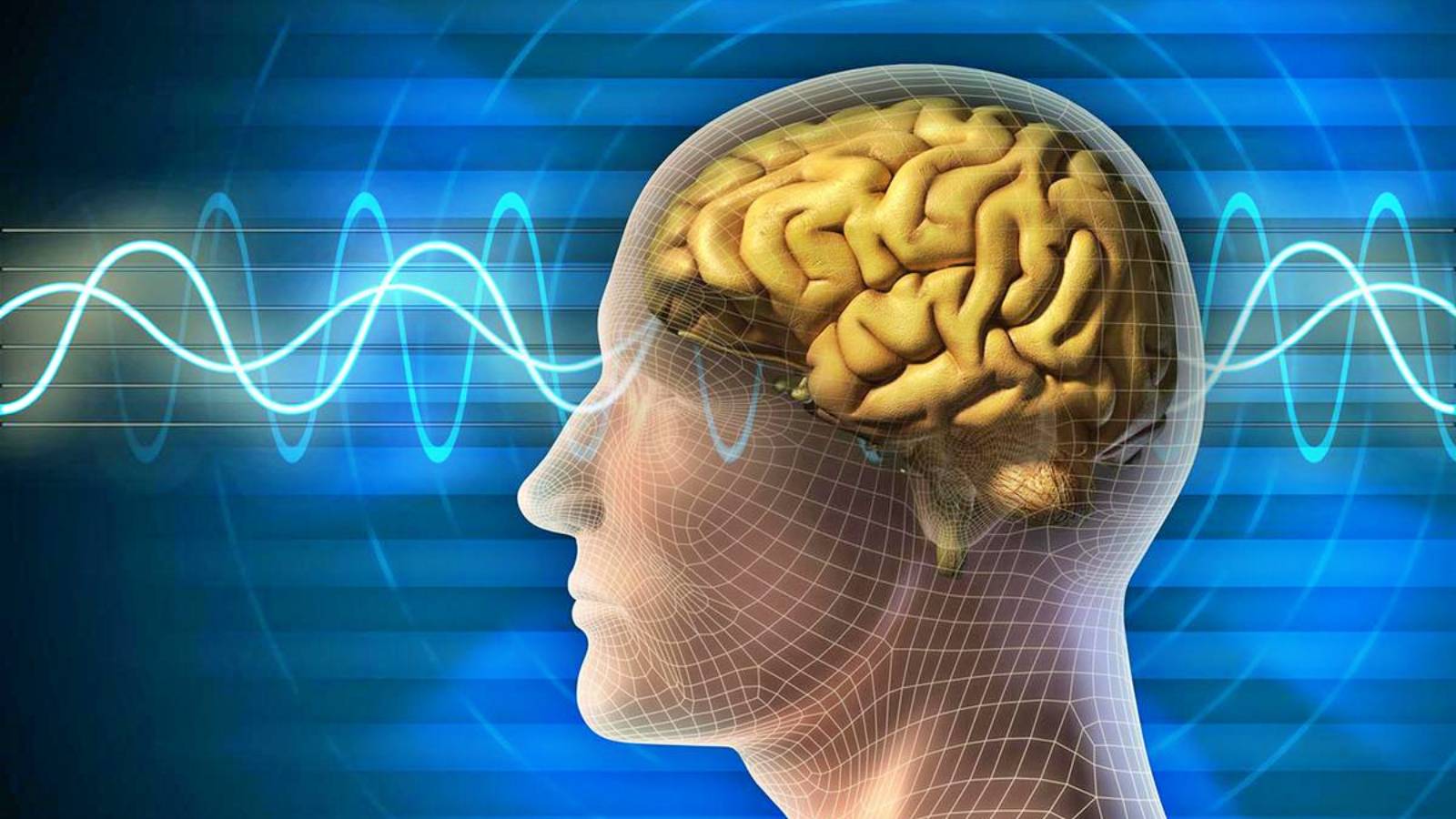Gesundes menschliches Gehirn FANTASTISCHE Entdeckung hilft Menschen