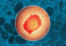 OMS: Ingrijorator Anunt cu un Semnal de Alarma pentru Europa OMS Ingrijorator Anunt Semnal Alarma Europa