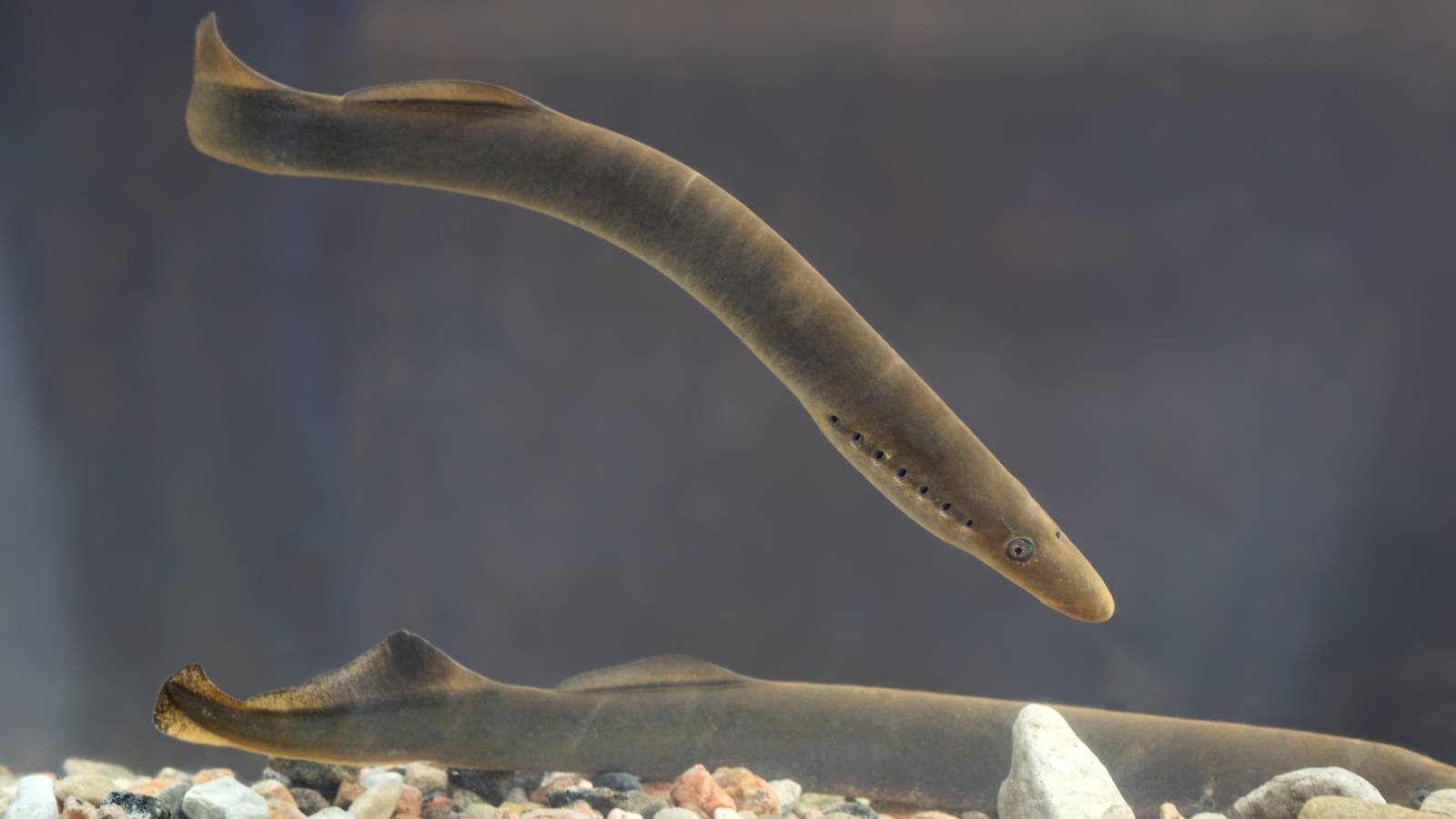 Onderzoekers VERBAZD Fossielen van vleesetende lamprey ontdekten China