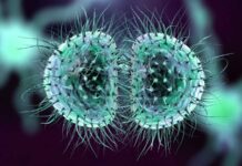 Avertisment Oficial de ULTIM MOMENT al ECDC pentru Intreaga Europa Avertisment Oficial ULTIM MOMENT ECDC Intreaga Europa