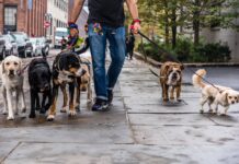 Vedetele Hollywood si Animalele de Companie NEOBISNUITE din Viata Lor Vedetele Hollywood si Animalele de Companie NEOBISNUITE din Viata Lor