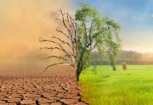 Anunt Oficial al OMS de ULTIM MOMENT cu un Semnal de ALARMA pentru Toate Tarile Anunt Oficial OMS ULTIM MOMENT Semnal ALARMA Toate Tarile