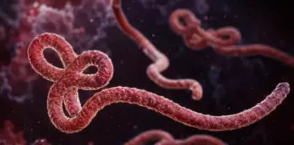 EBOLA focar OMS urgență