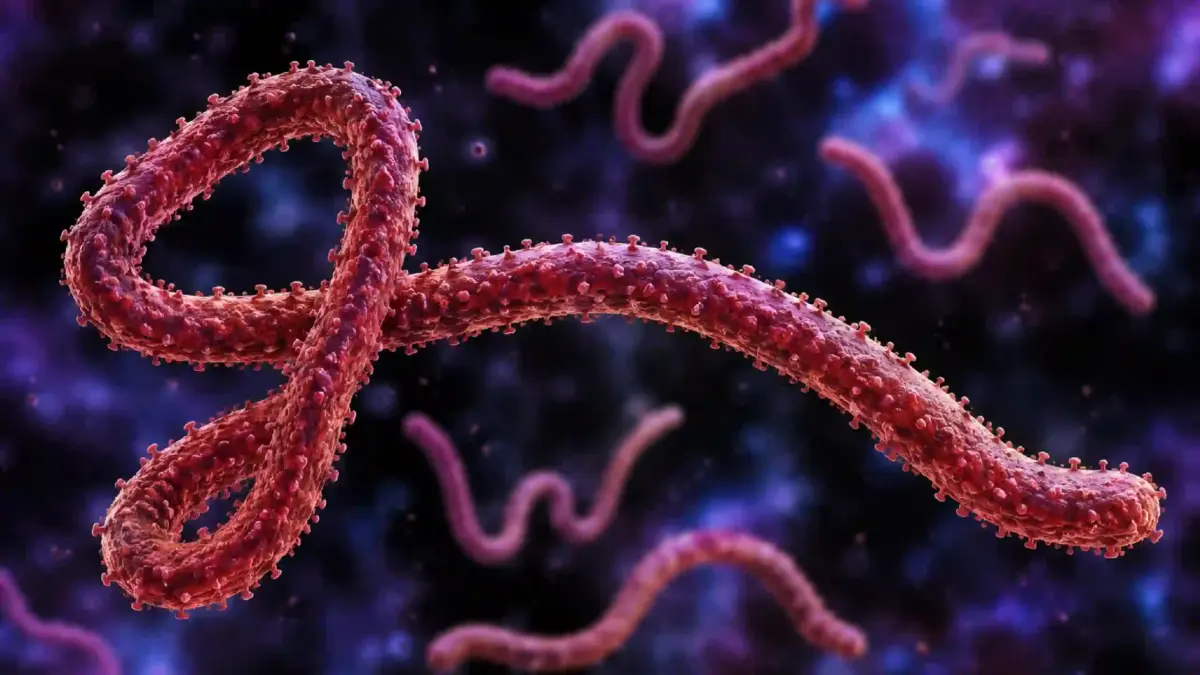 EBOLA focar grav OMS