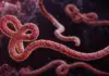 EBOLA: Apelul de URGENȚĂ al ONU după Anunțurile Îngrijorătoare ale OMS EBOLA urgenta ONU apel OMS