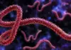EBOLA: Rapoartele Îngrijorătoare ale OMS și ECDC privind Riscurile în Europa din Cauza Creșterii Cazurilor și Deceselor Ebola raport oms ecdc riscuri