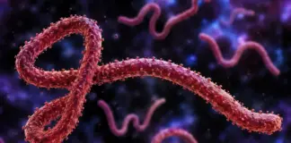 Ebola raport oms ecdc riscuri