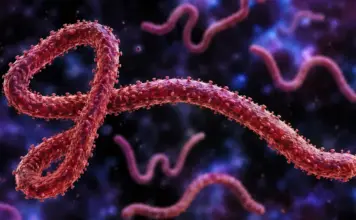 Ebola raport oms ecdc riscuri