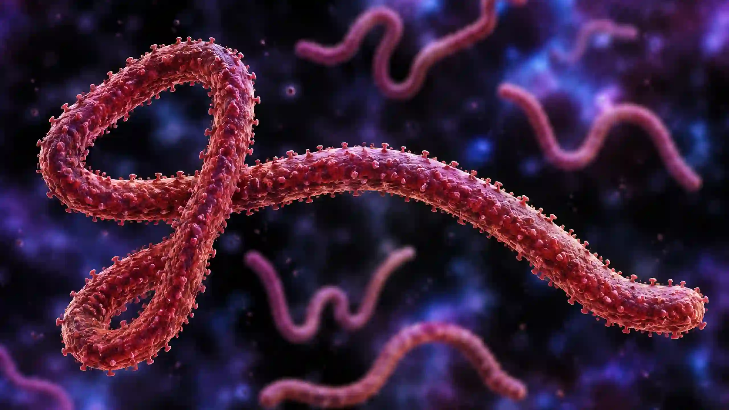 Ebola raport oms ecdc riscuri | iDevice.ro Ebola raport oms ecdc riscuri