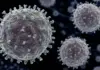 Hantavirus riscuri oms