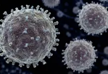 Hantavirus riscuri oms