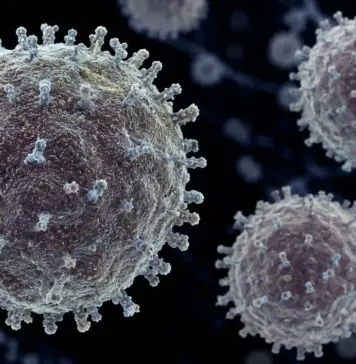 HANTAVIRUS: Decizia OMS privind Riscurile pentru Întreaga Lume, Înaintea Adunării Generale Hantavirus riscuri oms