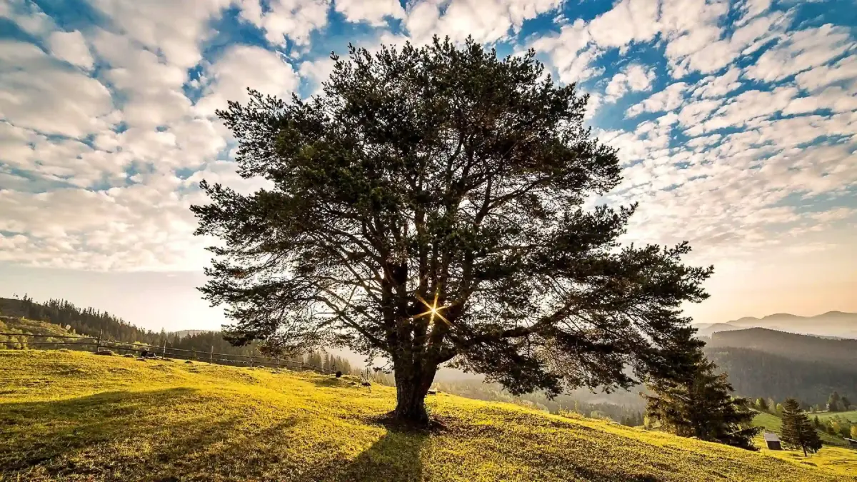 Ministrul Mediului Anunță un Catalog Național pentru Protejarea Arborilor din Toată România Ministrul Mediului Anunță un Catalog Național pentru Protejarea Arborilor din Toată România