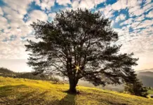 Ministrul Mediului Anunță un Catalog Național pentru Protejarea Arborilor din Toată România Ministrul Mediului Anunță un Catalog Național pentru Protejarea Arborilor din Toată România