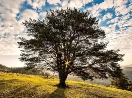 Ministrul Mediului Anunță un Catalog Național pentru Protejarea Arborilor din Toată România