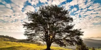 Ministrul Mediului Anunță un Catalog Național pentru Protejarea Arborilor din Toată România