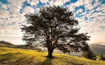 Ministrul Mediului Anunță un Catalog Național pentru Protejarea Arborilor din Toată România Ministrul Mediului Anunță un Catalog Național pentru Protejarea Arborilor din Toată România