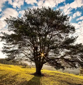 Ministrul Mediului Anunță un Catalog Național pentru Protejarea Arborilor din Toată România Ministrul Mediului Anunță un Catalog Național pentru Protejarea Arborilor din Toată România