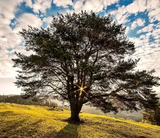 Ministrul Mediului Anunță un Catalog Național pentru Protejarea Arborilor din Toată România