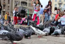 5 Crize Suprapuse in Romania care Apasa Grav pe Milioane de Oameni Zilnic