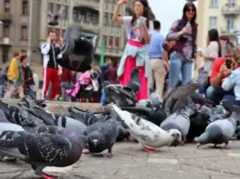 5 Crize Suprapuse in Romania care Apasa Grav pe Milioane de Oameni Zilnic