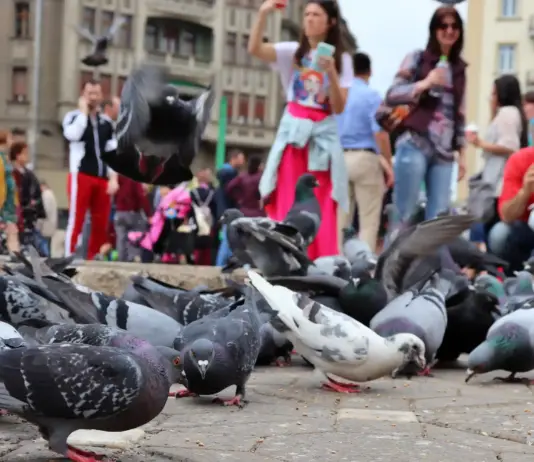 5 Crize Suprapuse in Romania care Apasa Grav pe Milioane de Oameni Zilnic