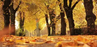 prognoza meteo anm vremea răcește
