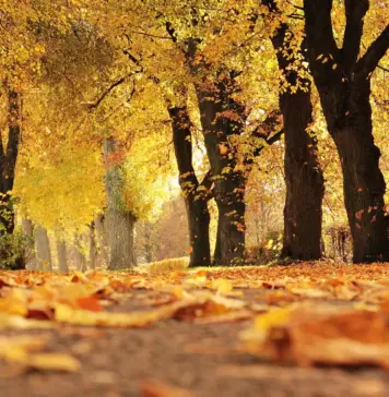 Schimbările vremii în următoarele săptămâni, prognoza meteo ANM anunță temperaturi mai mici în România prognoza meteo anm vremea răcește